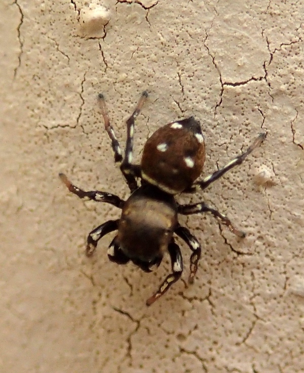 Heliophanus cf. kochii